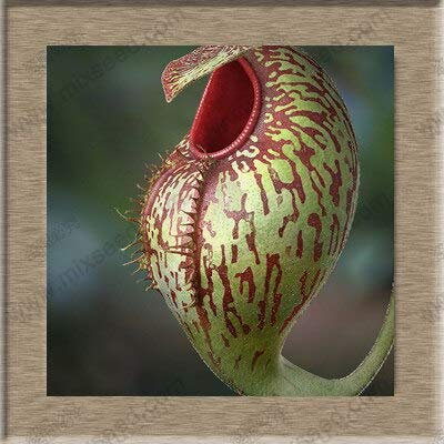 Semi di piante di Nepenthes Semi di Nepenthes Semi di piante di acchiappamosche 20 Particelle/sacchetto