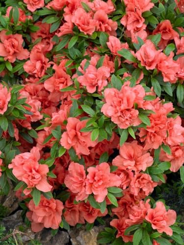 Rhododendron obtusum 'Cherie' 15-20 cm – Winterhart, Immergrün, Pflegeleicht – Azalee – Zierstrauch für Kübel & Gartenbeet