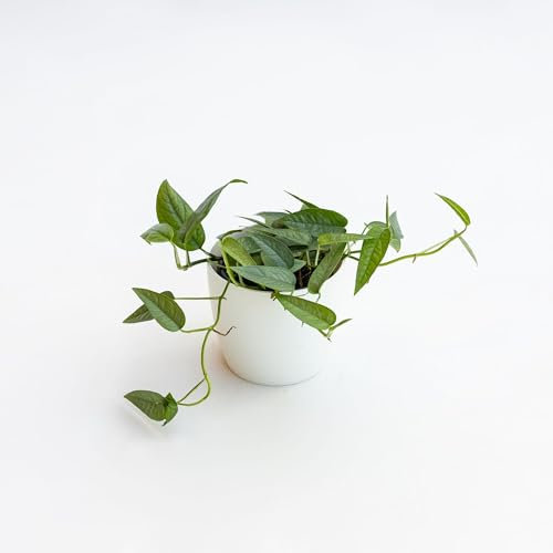 Pianta vera di Pothos pinnatum Cebu Blue - Diametro Vaso Ø 12 cm