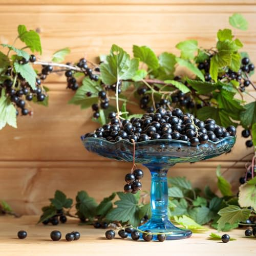 Semi di uva spina - uva spina - ribes, rare, interno sementi biologiche, sementi di antiche varietà 150pcs