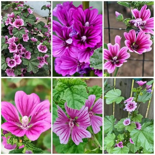 semi di malva biologici perenni resistenti all'ombra prato perenne (malva - sinensis) 500pcs