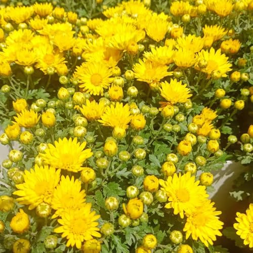 semillas de crisantemo - resistentes elevadas jardín perennes interior 100pcs