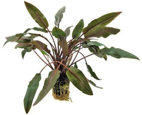 Cryptocoryne species brown - 1 Bunch - Live aquarium plant