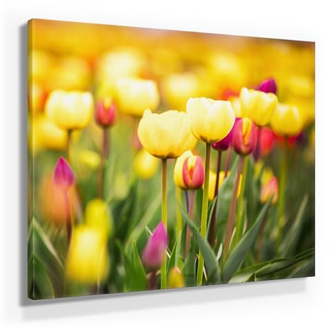 BilderKing Eine schöne Frühlings-Deko, gelbe Tulpenwiese als Leinwand-Bild, 50x50cm kleines Wandbild. Dekorieren Sie elegant Küche, Flur, Wohnzimmer & Schlafzimmer. Aufgespannt auf 2cm Holzrahmen