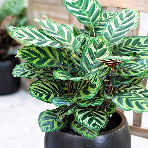 Calathea Makoyana Premium Pianta da Interno | Pianta Pavone da Appartamento | Pianta Regalo 30-40cm