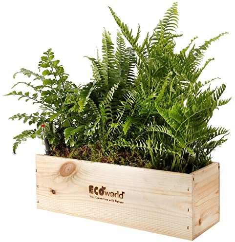 vdvelde.com - Ecoworld Box Luftreinigende Farnen - 3 Grüne Farne - Grünpflanzen - Nachhaltige Holzkiste - Inkl. Dünger und praktischer Feuchtigkeitsmeseer
