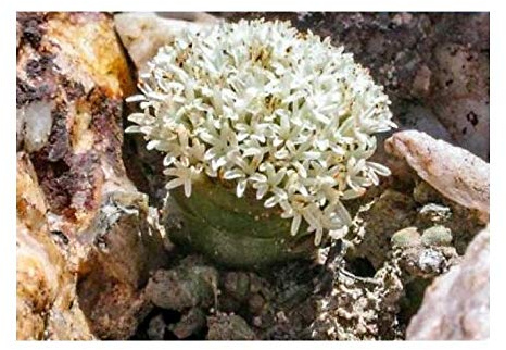 Stk - 10x Crassula columnaris Sukkulente Dickblatt Pflanzen - Samen B1028 - Seeds & Plants Shop by Ipsa