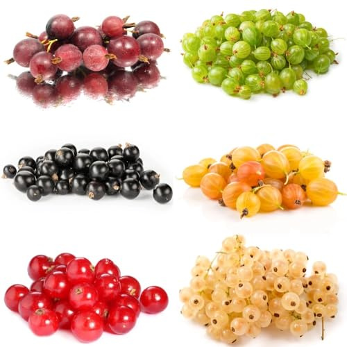 Stachelbeeren Samen, Gooseberry, obstsamen & -pflanzen Johannisbeeren Pflanzen Samen, obstbäume, obstsamen obstsamen pflanztöpfe, pflanzen samen zwergobstbäume winterhart exotische 300pcs