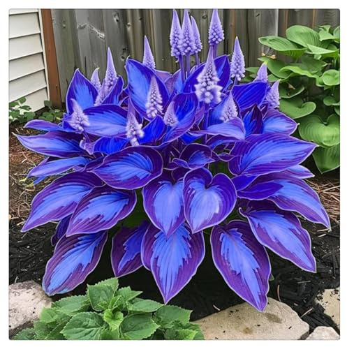 Hosta Bulbi- Resistenti al freddo e alla siccità,Bulbi di Hosta-6 Bulbi-G