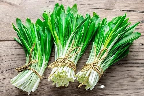 Ramsons Wild Garlic - 50 Seeds + Plant tag + Freebie (Allium ursinum)