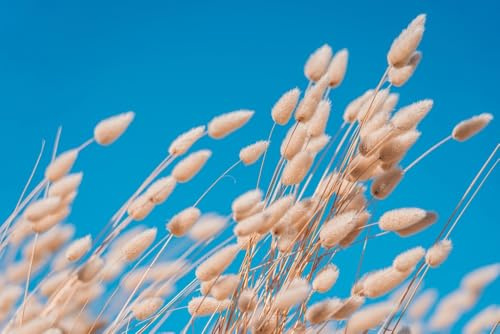 Hasenschwanzgras Lagurus ovatus Wunderschönes Ziergras 50 Samen einfache Anzucht