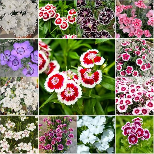 bartnelkensamen （Dianthus - chinensis） bonsai balkon deko balkonpflanzen winterhart indoor garden kräutersamen pflanzensamen blumenwiese stauden heilpflanzen zimmerpflanzen 80samen