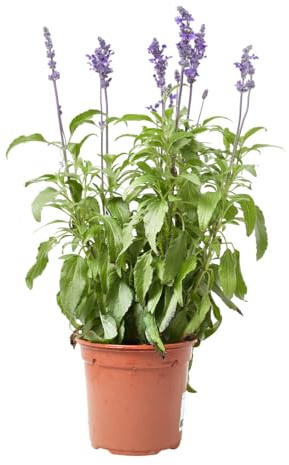 Verdecora Salvia farinacea maceta Ø13cm | Planta natural de Flor Azul-Violeta | Ideal para Jardines Soleados, Borduras y Macetas de Verano