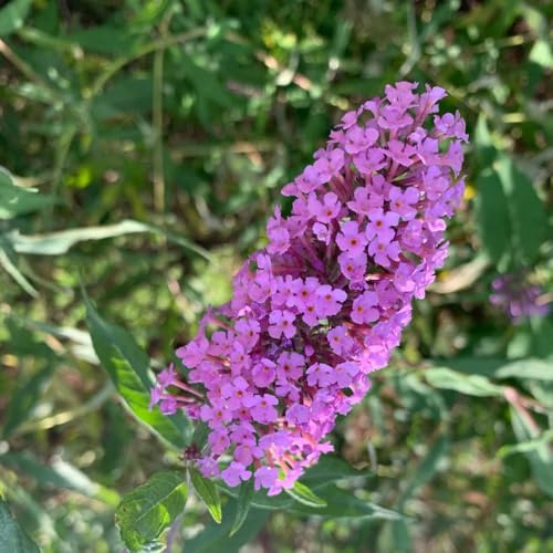 semi di lillà farfalla, resistenti, farfalle buddleia -Buddleja rustiche, giardino 800pcs