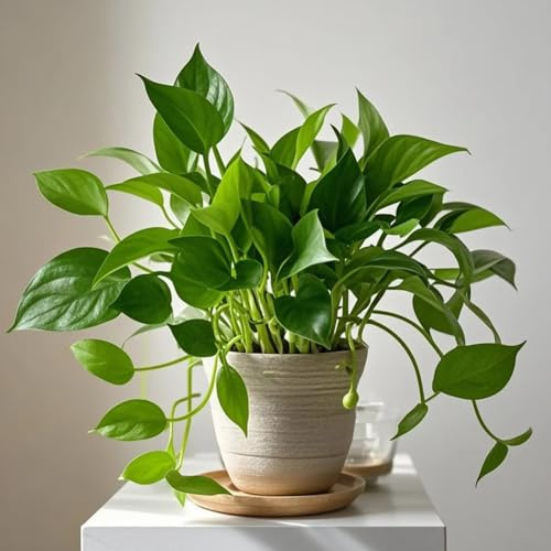 Semi di Pothos - Epipremnum aureo - resistenti stanza rampicanti da appartamento semi di da interno 100pcs