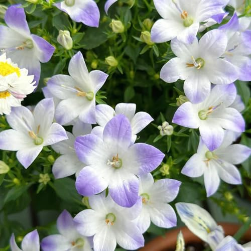 semi di campanula giardino balcone resistenti estivi selvatici giardino roccioso in vaso tappezzante resistente e fiorita 250pcs