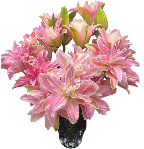 5 Stems Fresh Cut Multi-Petalled Lilies Bouquet Hydroponic flower arrangement Gifts for home decoration birthdays anniversaries healing sympathy friendship and love