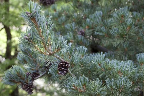 Pinus parviflora 'Glauca' 40-50 cm - Japanische Mädchenkiefer, blaugraue Nadeln, ideal für Bonsai und Steingärten, winterhart und pflegeleicht