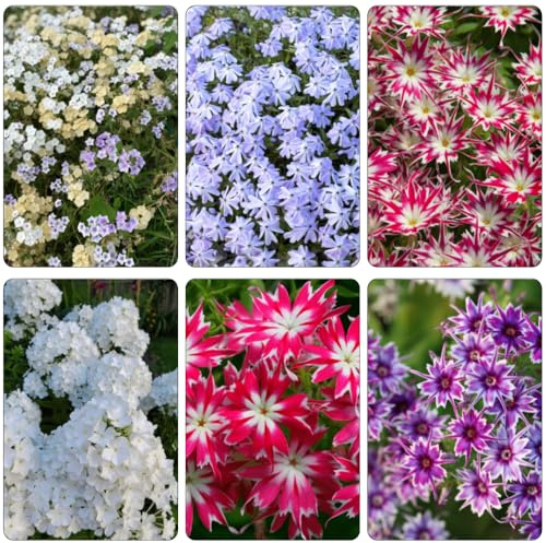 Phlox de alfombra - flox subulata de oficina trepadora de interior exóticas decorativa hojas perennes prado silvestres, siembra otoño, perenne comprar semillas Cobertura 120pcs