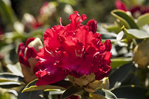 Rhododendron Hybride Wilgen's Ruby 30-40 cm Zierstrauch winterhart