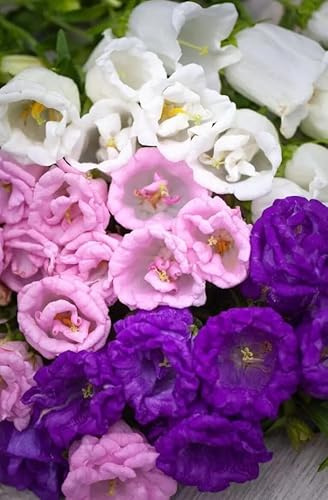 1 Pack of 3400 SEEEDS Canterbury Bells Campanula Medium Double Mixed