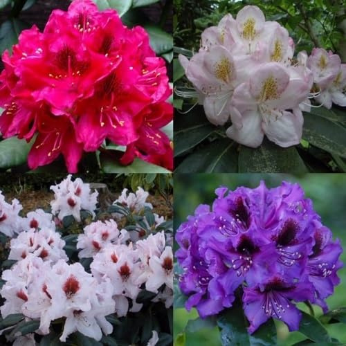 Rhododendron Rose Flower Seeds Mixed 100pcs