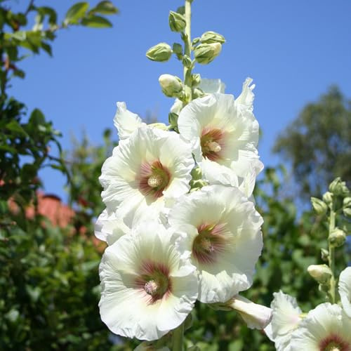 malvarrosas reverdecimiento de tejados prado de silvestres, siembra otoño, perenne oficina malva loca semillas interior arbusto mariposas semillas 500pcs