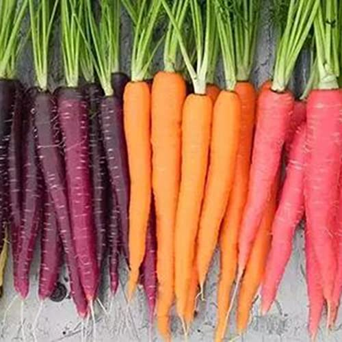 Saterkali Semi di carota a colori misti, 500 pezzi di semi di carota a colori misti deliziosi ortaggi da frutta giardino pianta da fattoria Semi Di Carota
