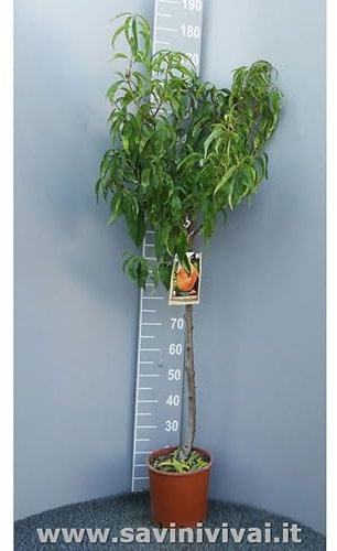 SAVINI VIVAI Pianta di Pesco Bianco Maria Delizia Piante da Frutto Albero di Pesca in Vaso 22-24 cm 2-3 Anni Altezza 130-150 cm Made in Italy