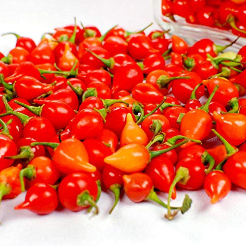 Pepper Chilli - Pearls (Biquinho)