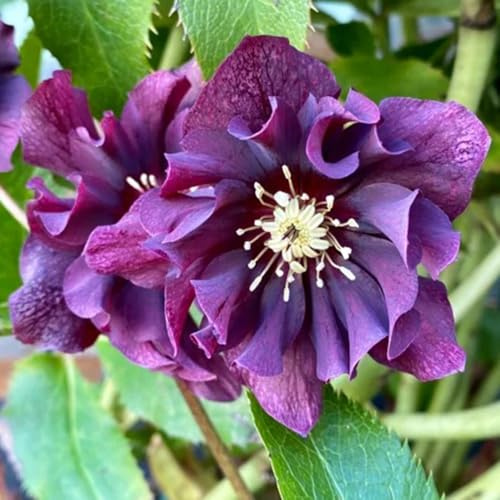 christrose, christrosen - bio balkon blumendeko deko blumenwiese mehrjährig balkonblumen schnittblumen zierblumen für sonnige plätze kletterpflanzen steingartenpflanzen 500samen