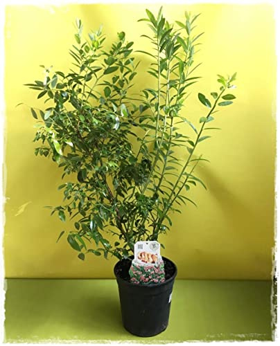 Planta de arándano rosa vacaccinium Corymbosum 'Pink Lemonade' en maceta Ø 19 cm h 70/80 cm