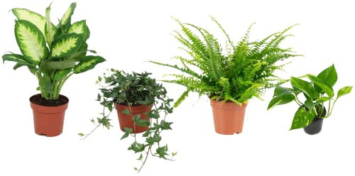 Set 4 Plantas Interior Poca Luz DECOALIVE: Dieffenbachia, Hiedra, Helecho y Potho