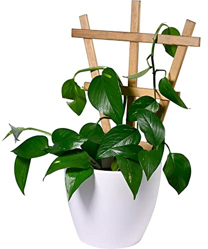 dobar® Green Label 29186FSCe Positano - Juego de 4 Rejillas Decorativas de Madera, 27,9 x 1,4 x 39 cm, Color marrón