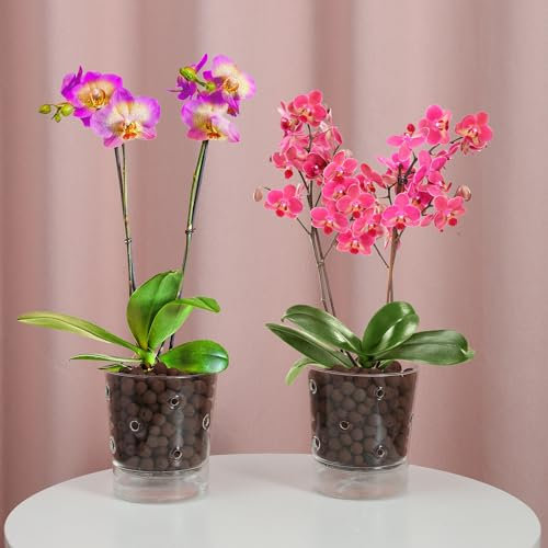 MIBUNG Maceta de orquídeas de autorriego con agujeros, maceta de vidrio transparente para orquídeas con agujeros de drenaje y platillo, maceta de riego automático con bandeja de depósito para plantas