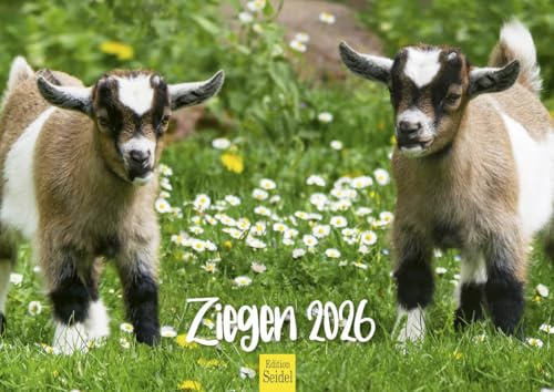 Edition Seidel Calendrier mural 2026 de qualité supérieure - Format DIN A4 - Calendrier mural - Animaux domestiques - Chèvre - Chèvre - Bock - Prairies - Pâturages - Montagnes - Heide - Ferme