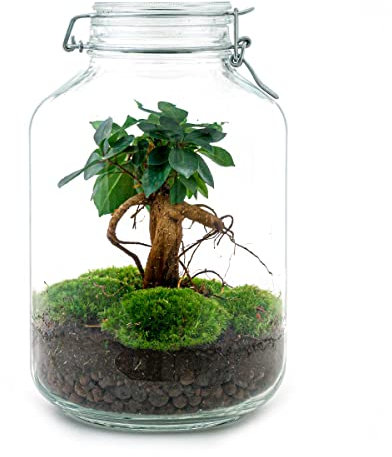 urbanjngl - urbanjngl.com - JAR - Flaschengarten Weckpot - DIY Terrarium mit Pflanzen im Glas - Ø 18 cm ↑ 28 cm Ficus Ginseng Bonsai