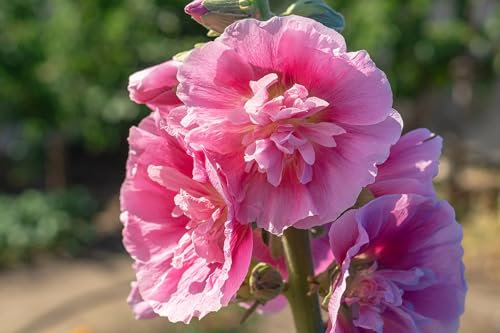Hollyhock (Alcea rosea) Double Bloom Mix – Summer Carnival (120 Seeds)