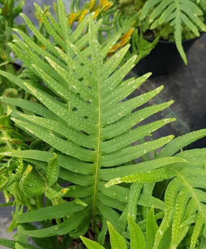 Polypodium vulgare/Polypode commun/Conteneur de 2 à 2.9 litres/Fougère