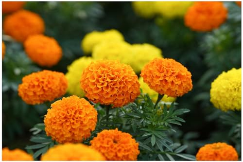 PREMIER SEEDS DIRECT - Organic African Marigold - CRACKERJACK Mixed Seeds (150-Seeds)