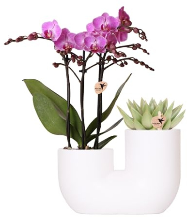 Kolibri Orchids | Set aus rosa Orchidee Vienna und Sukkulente in weißem Ziertopf - Topfgröße Ø9 cm | blühende Zimmerpflanze - frisch vom Züchter