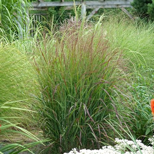 Rutenhirse Rotstrahlbusch Ziergras im Topf - Winterharte Gartenpflanze Fertig zum Einpflanzen