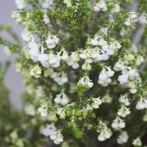 Semillas de brezo, resistentes para balcones semillas de Decoración de jardín para exteriores 125pcs