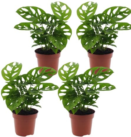 Monstera adansonii | 4er-Set | Affenblatt | ca. 25-30 cm | ø 12-15 cm Topf | Pflegeleichte Zimmerpflanzen für Wohnung und Büro | Qualität vom Pflanzen Profi | Ideale Raumbegrünung