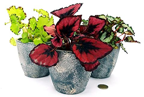 POWERS TO FLOWERS - BEGONIA REX MINI-TRIS, IN VASO CERAMICA RUSTICO, piante vere