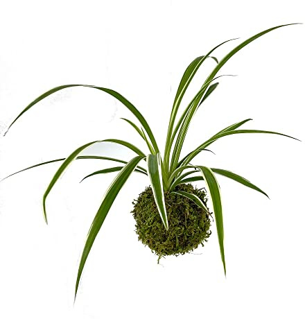 Garden Center Shop | Kokedama Cinta 15 cm | Maceta Viva de Musgo Estilo Japonés | Planta Cinta en Esfera Botánica | Decoración Interior Zen y Premium