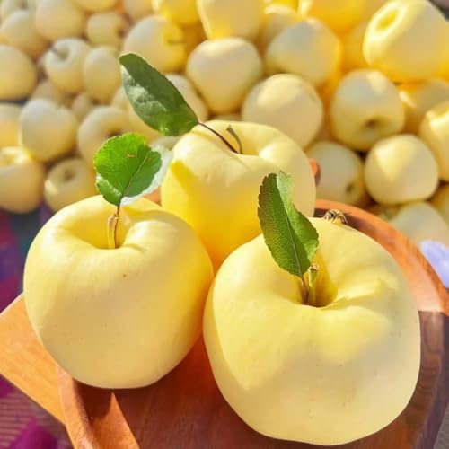 30 pcs apfelbaum samen、 balkonpflanzen、säulenobstbäume säulenobst、pflanzen garten hochbeete für garten、pflanzen für draußen bäumchen für garten garten geschenk、pflanzen winterhart