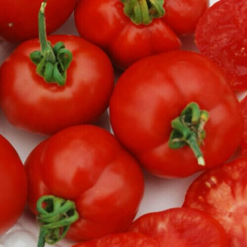 Buy4seeds 20x Early red Vine Tomato Seeds Easy to Grow Your Own Tomato