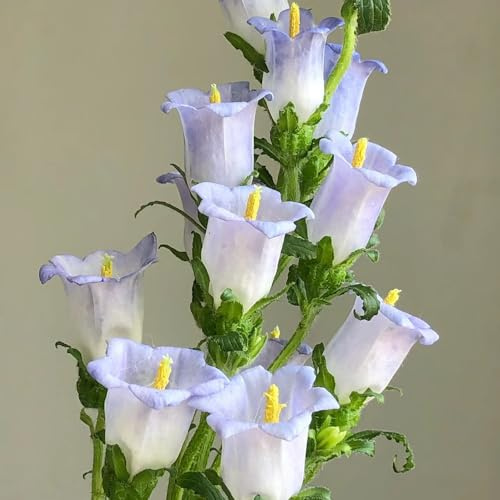 semi di campanula - decorative balcone giardino, resistenti 350pcs