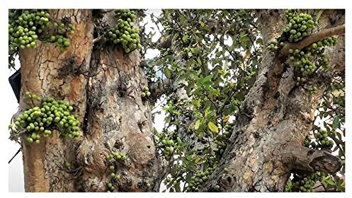 Stk - 100x Ficus racemosa Indische Pappel Feige Baum Pflanzen - Samen B1495 - Seeds & Plants Shop by Ipsa